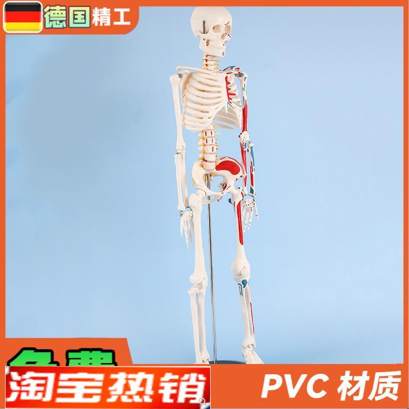 德国】85cm半边肌肉r起止点骨骼人体骨骼模型成人小骷髅教学模型