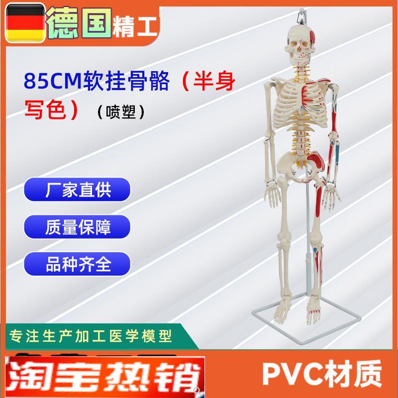 85CM软挂半身写色骨骼模型(塑H喷)仿真人体骨骼教学模型