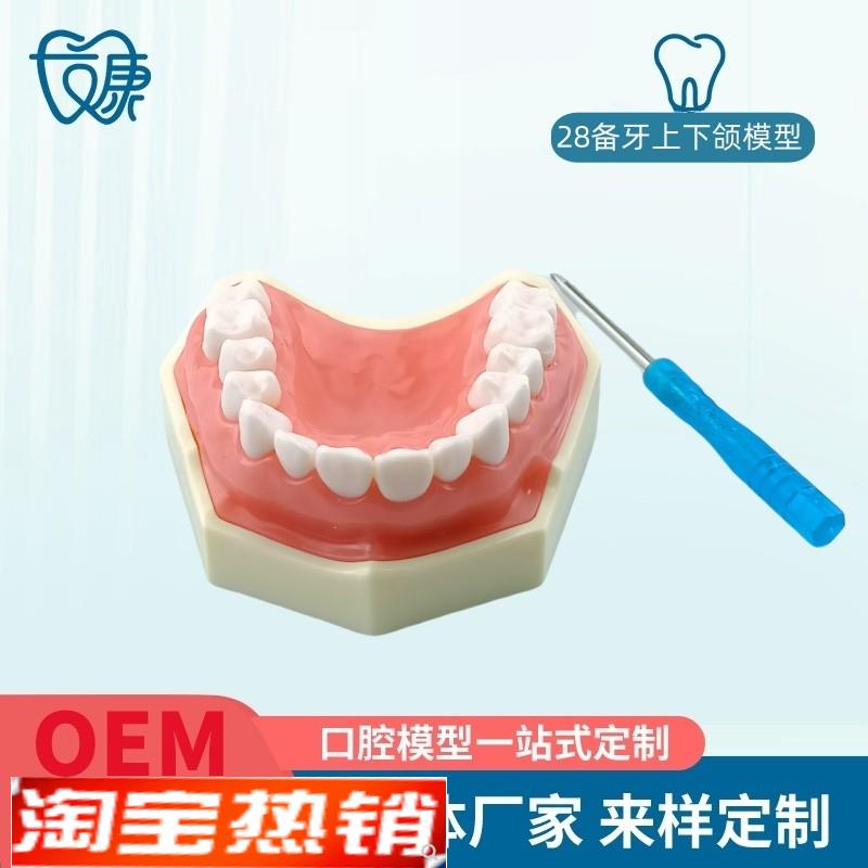 备牙模型开e髓牙仿真种植牙科牙粒口腔离体牙树脂牙考试专用牙包