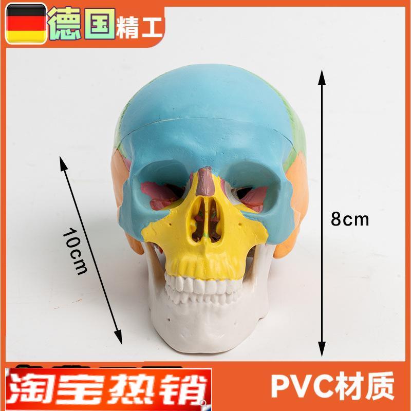 可拆卸彩c色头骨模型3部件口腔美术参考骷髅头可活动雕塑写生