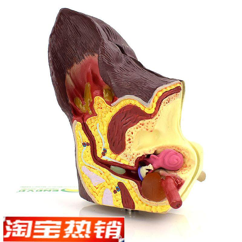 ENOVO颐诺狗耳朵疾病模v型狗耳朵解剖结构模型犬耳朵病理耳螨中耳