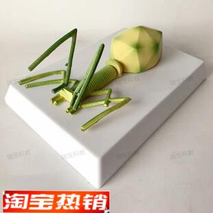 噬菌体细菌模型真菌藻类放线菌螺H旋体中学装备生物实验器材