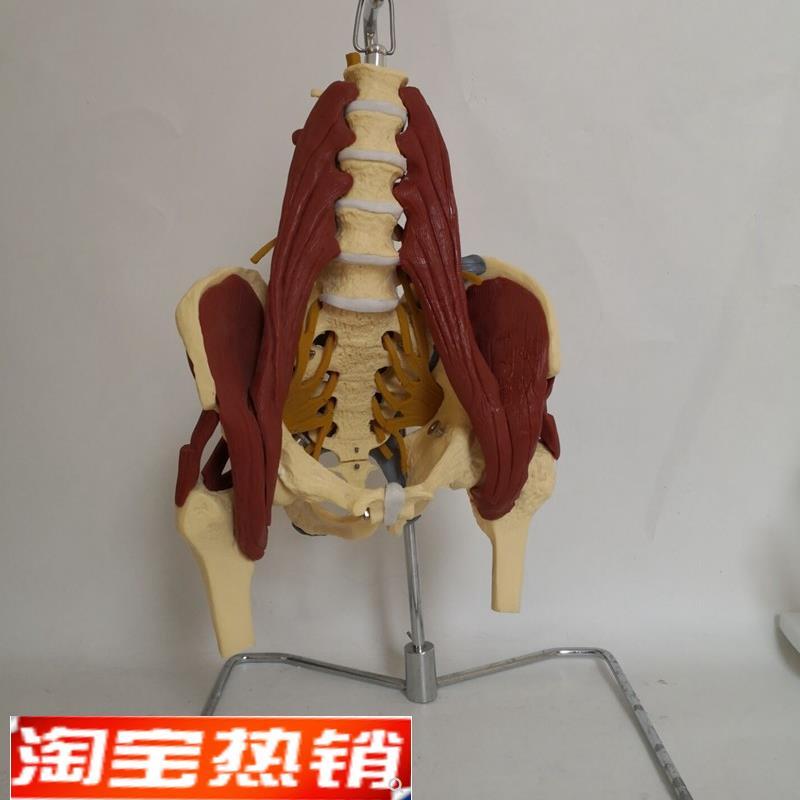 人体腰椎带肌肉神经骨骼模型盆骨骶骨股骨产妇T盆底肌修复演示