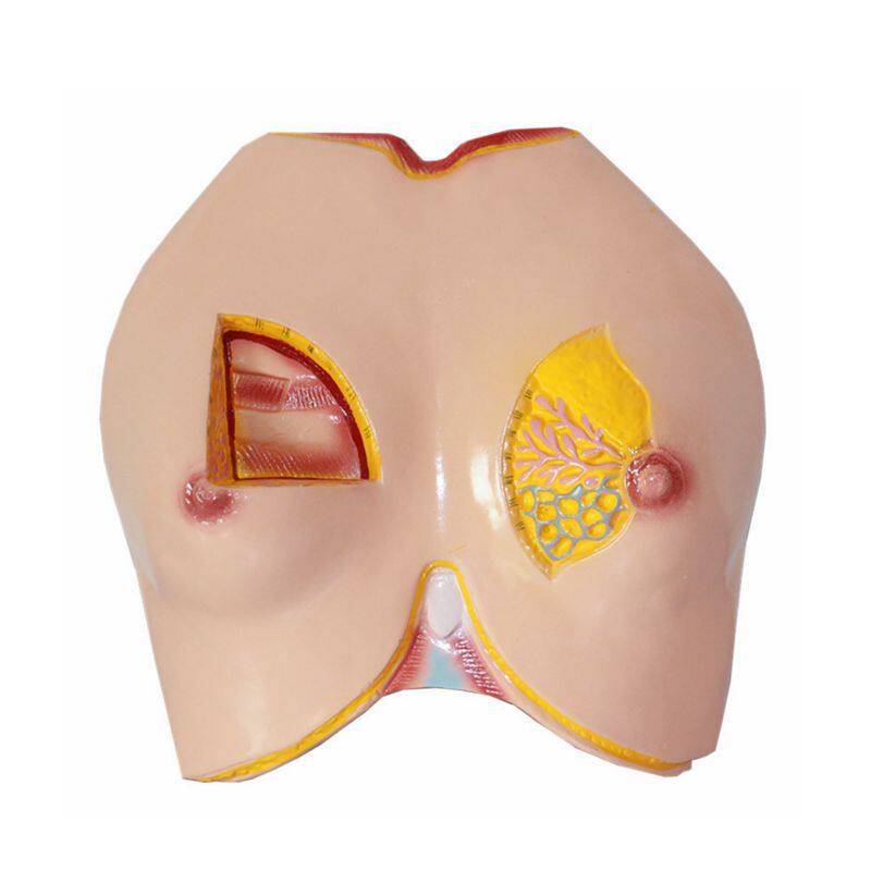 女性胸壁乳房乳腺淋o巴管脂肪妇科生殖医学教具胸腔外科解剖教学