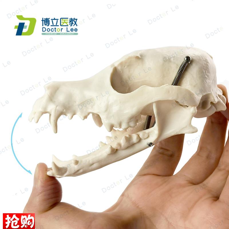 1:1狗头骨模型动物骨骼兽医教F学医用模型犬科教学宠物模型