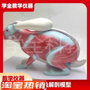 兔子解剖模型立体仿真内脏可拆z卸拼装皮肤骨骼头骨透明牙齿生物