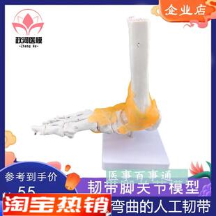 脚关节模型足关节胫骨腓v骨跗骨趾骨解剖踝关节教学模型