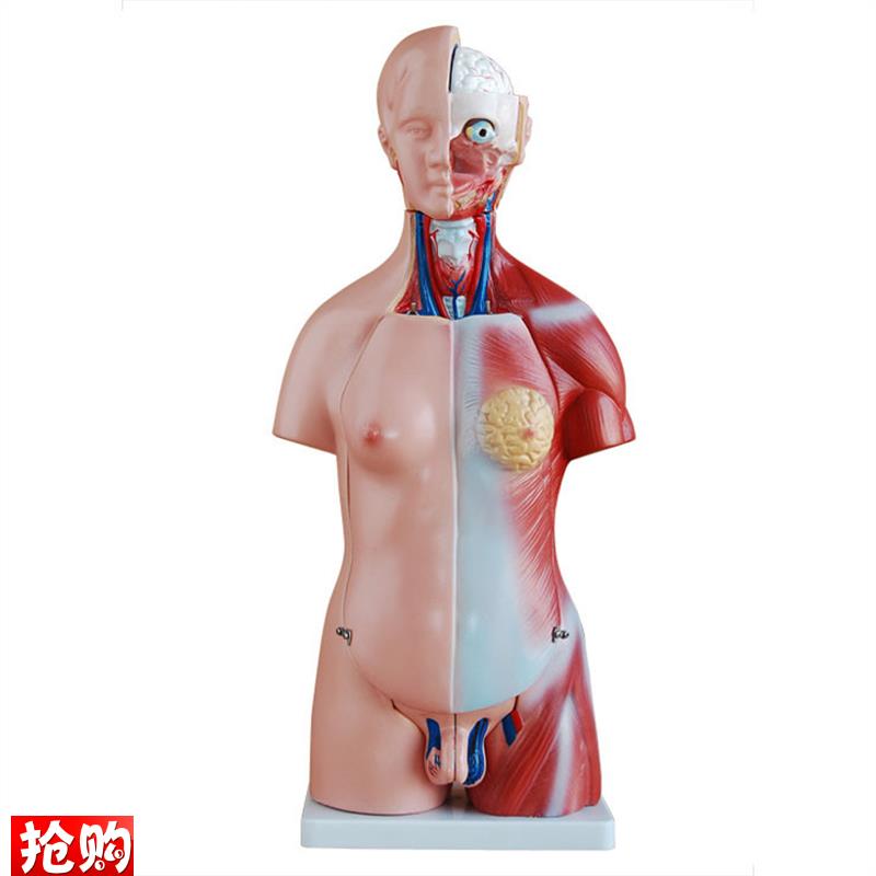 两性互换躯干模型4I5CM(23件)