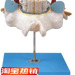 胸椎附脊髓e和脊神经放大模型GD/A18106