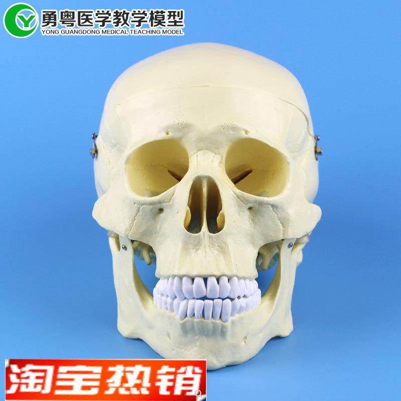 骷髅头骨标本仿真头骨一比一模型人体骨骼O模型人头骨人体模型