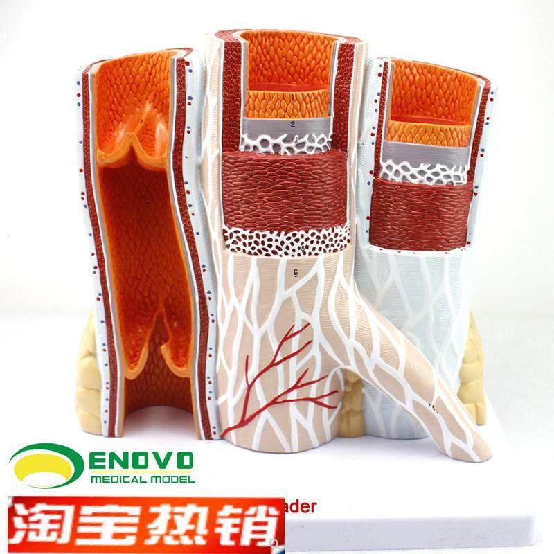 颐诺正品人体血管模型动脉与静脉解剖放大模型W动脉静脉结构