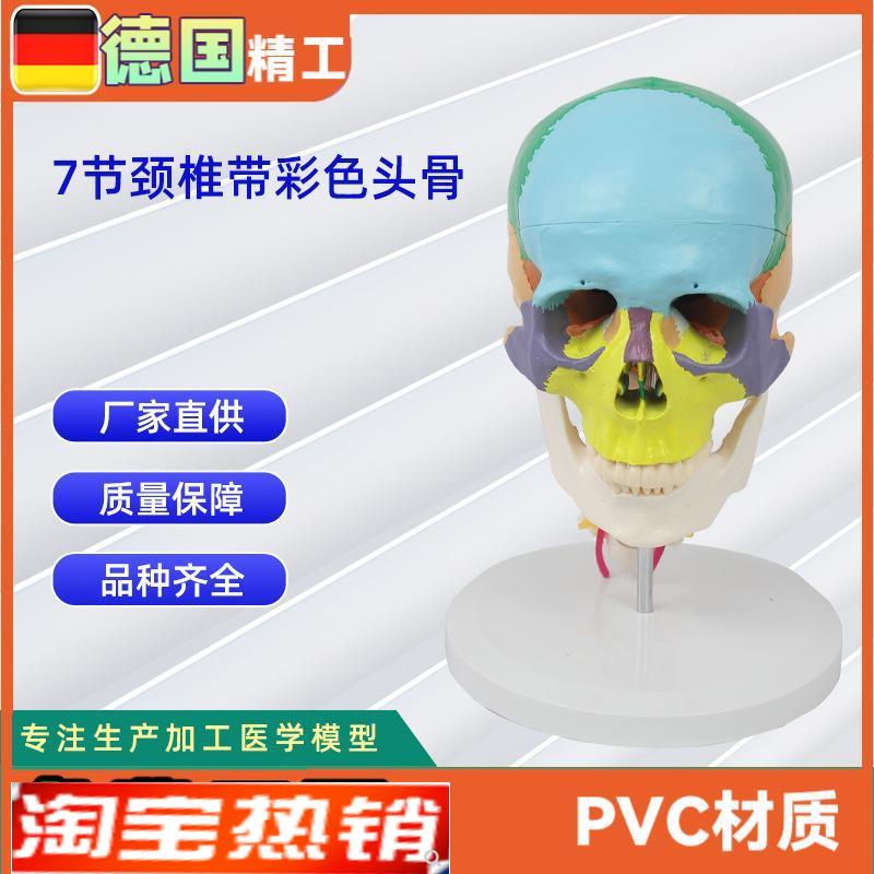 7节颈椎带彩色头骨模型人体头骨模型骨Y科教学模具