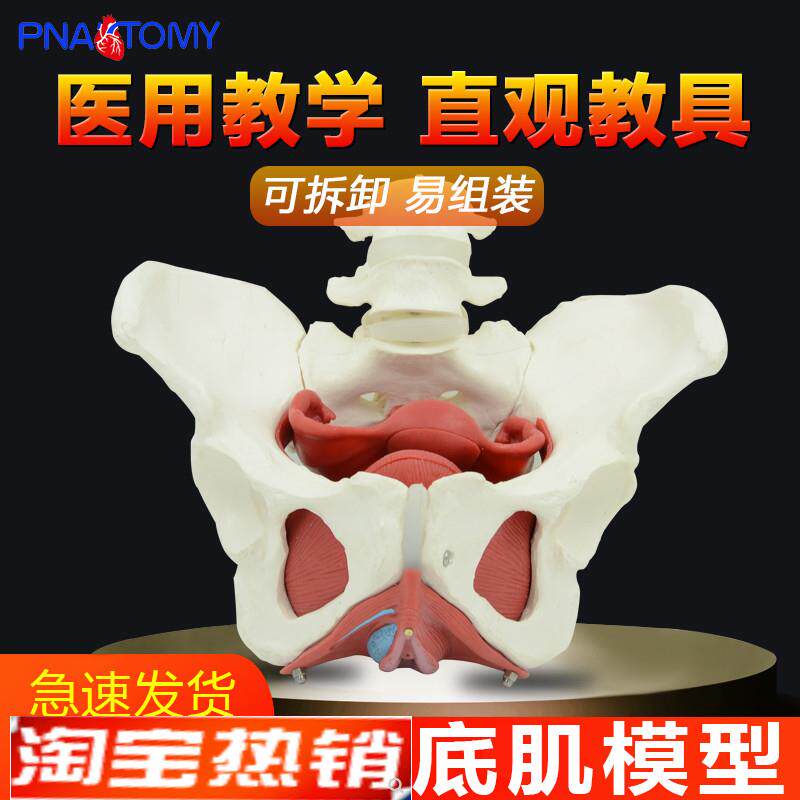 仿真女性a生殖器官盆腔盆底肌结构骨盆两节腰椎解剖模型妇产科医