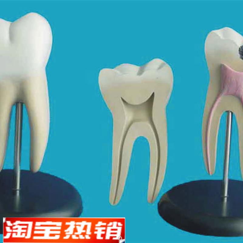 包邮人体口腔牙齿模型牙科教学O医用展示讲解教具