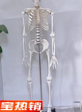 直销170eCM白色人体骨骼模型人骨架人骷髅静物绘画影视密室逃生