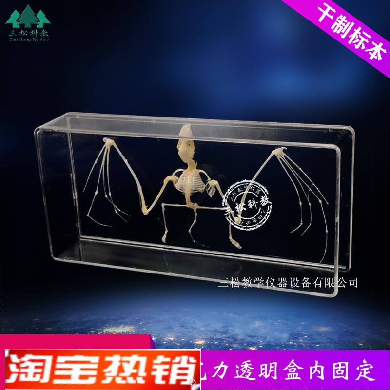 蝙蝠骨骼标本脊椎动物骨骼标本教学收藏中小学R幼教配套生物科普