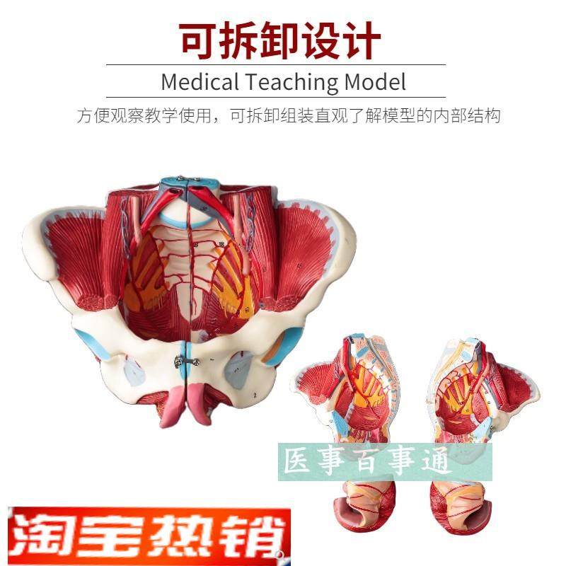 解剖骨盆模型女性骨盆附盆底肌和H神经血管带腰椎盆骨生殖器,玩具/童车/益智/积木/模型,其他模型玩具,淘宝优惠券,粉丝福利购,淘宝优惠卷