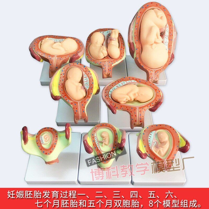 妊娠胚胎发育模型 计划r生育模型 婴儿胎儿发育过程模型 生殖模型