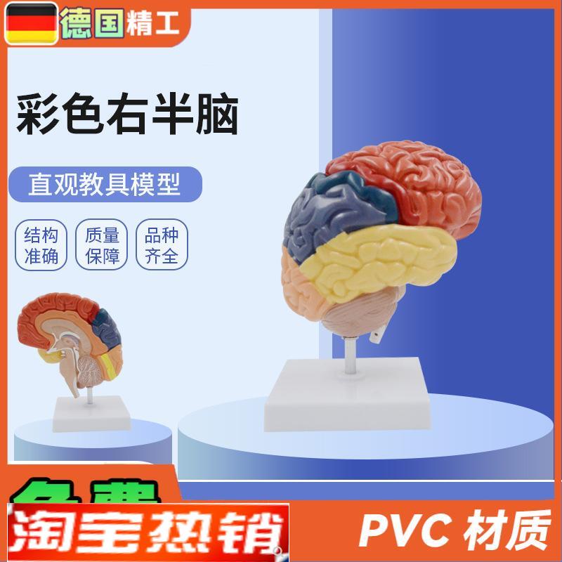 德国】PNT-0612H人体w右半脑功能区模型脑解剖医用教学大脑模型彩