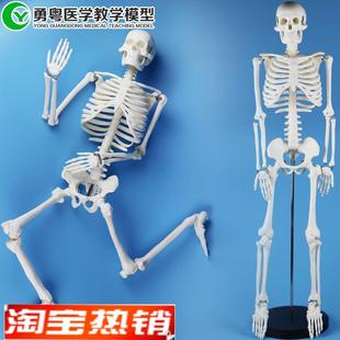 教学模型 医学教具. 人骨架85CM骨骼模型带圆塑座 人体模型