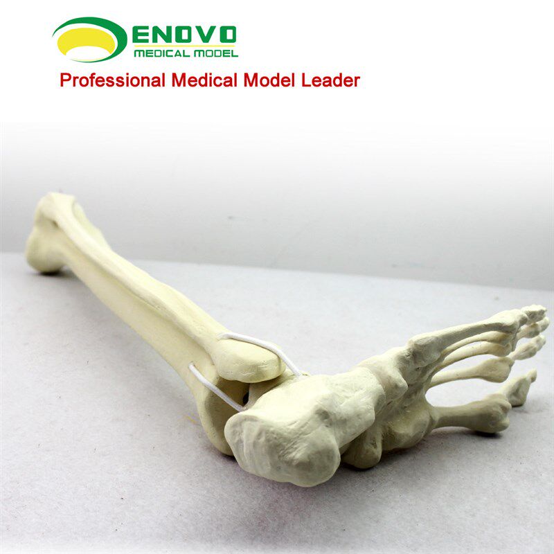 骨科手术摸拟Sawbonev仿真骨人工合成骨模型足踝模型连接胫腓骨