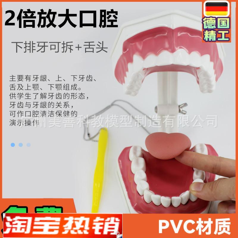 牙保健模型2倍口腔护理刷牙指导教学仪K器牙列牙齿儿童刷牙教具