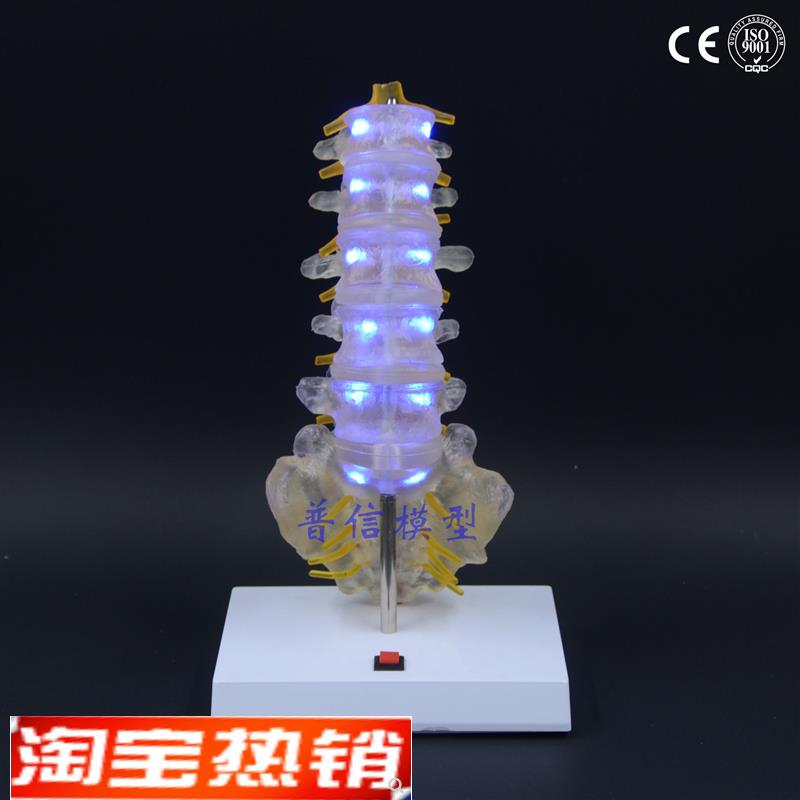 普信脊柱模型医用发光创意礼C品生日礼物尾椎人体腰椎模型