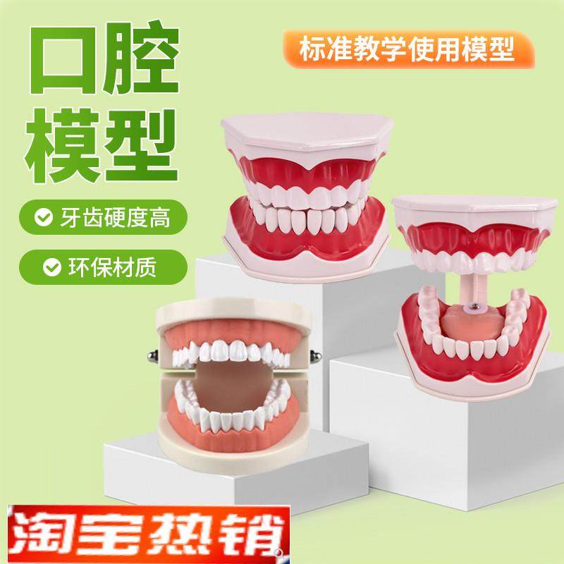 牙齿模型幼儿园i早教刷牙模具标准两倍假牙科儿童宝宝口腔教学道,玩具/童车/益智/积木/模型,其他模型玩具,淘宝优惠券,粉丝福利购,淘宝优惠卷