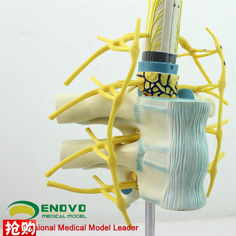 颐诺正品胸椎脊髓脊神经交感神经干模型人体脊柱X模型解剖系统