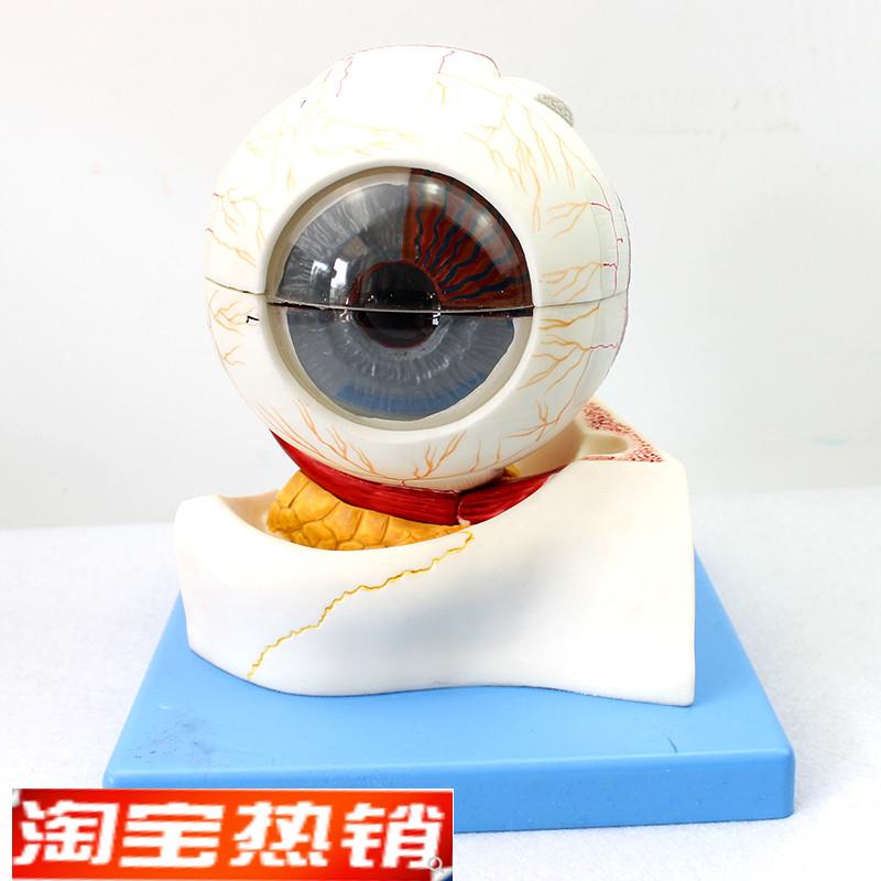 ENOVO颐诺i医学人体眼球构造放大模型眼晴解剖模型五官科眼科教学