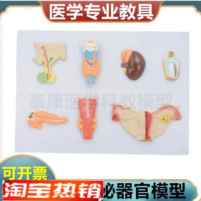 内分泌器官模型甲状腺肾上腺性腺脑垂体J胰腺临床教学医患沟通病