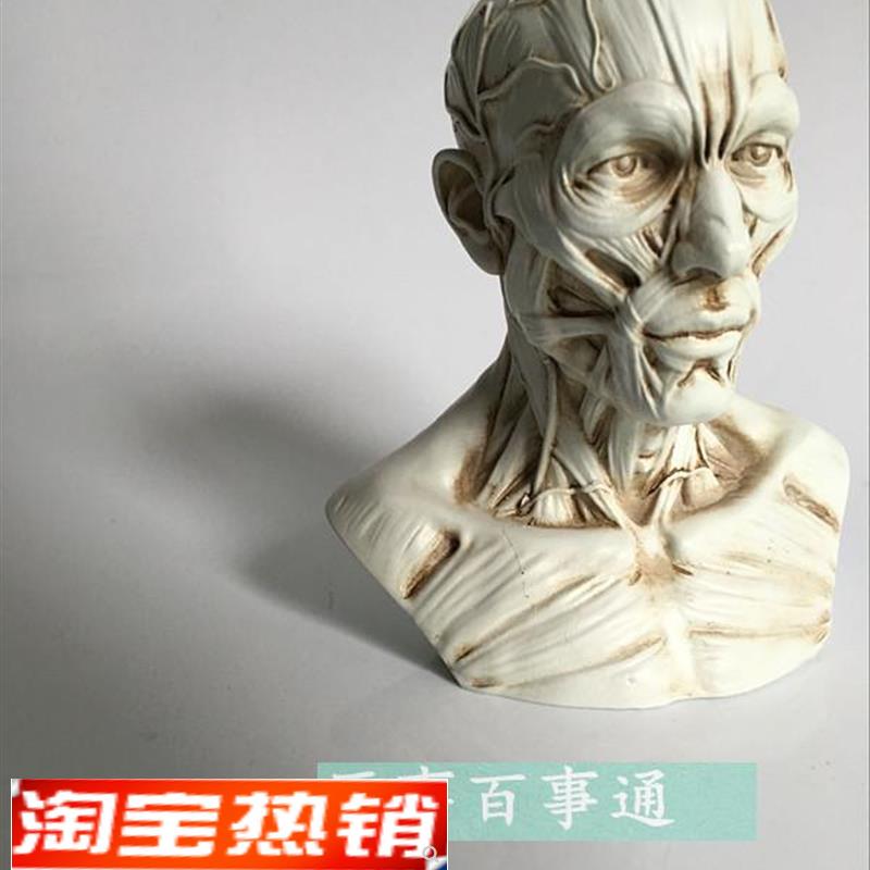 艺用人体肌肉骨骼头雕骷髅头绘画参考头J骨解剖胸像模型美术半身