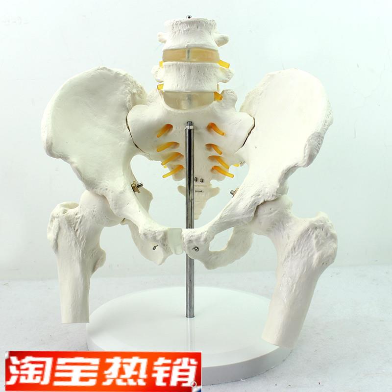 ENOVO正品男性骨盆模型附f两节腰椎髋骨M骶骨尾骨人体骨骼模型骨