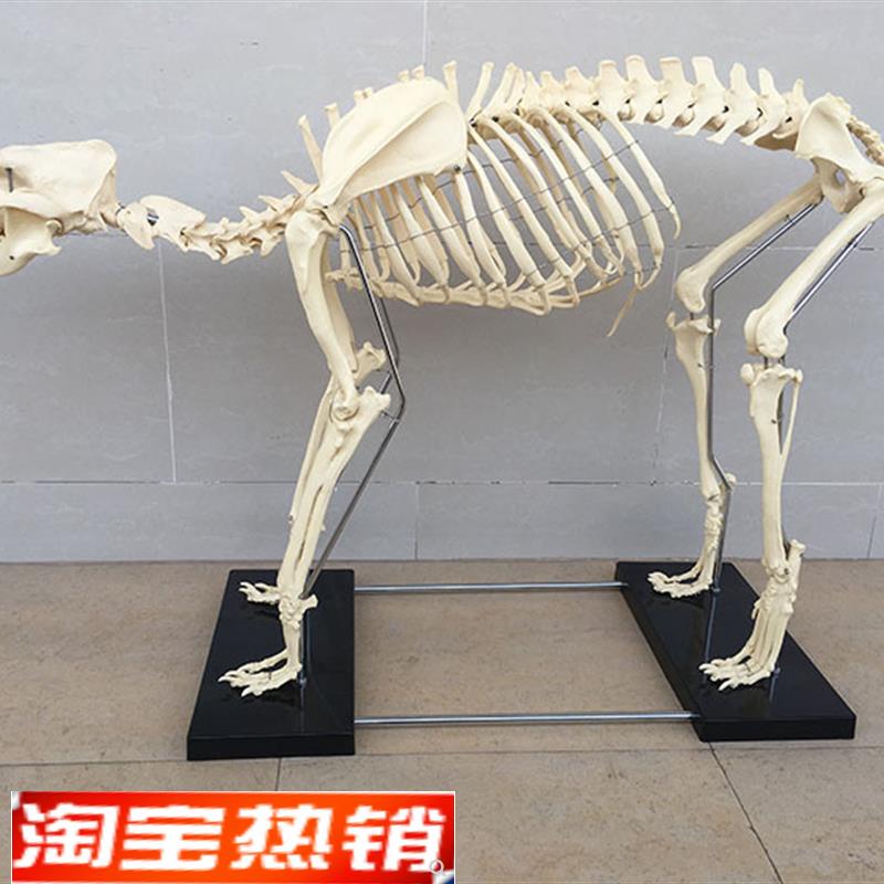 狗骨架动物骨骼宠物n兽医教学模型医学教具犬科教学畜牧厂家直销