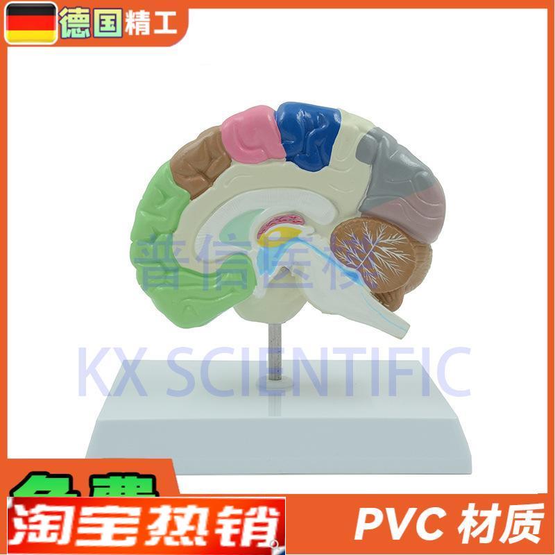 德国】KX-eA6121普信大脑模型人体彩色右半脑功能区医药礼品展