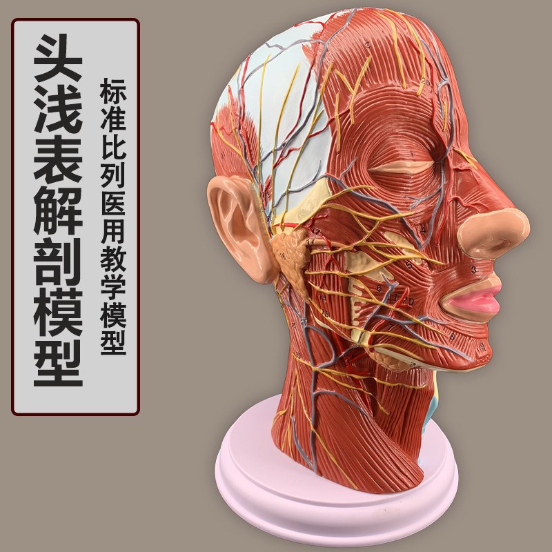 头部矢状切面g附血管神经模型 医学美容面部神经微整形 头部浅表