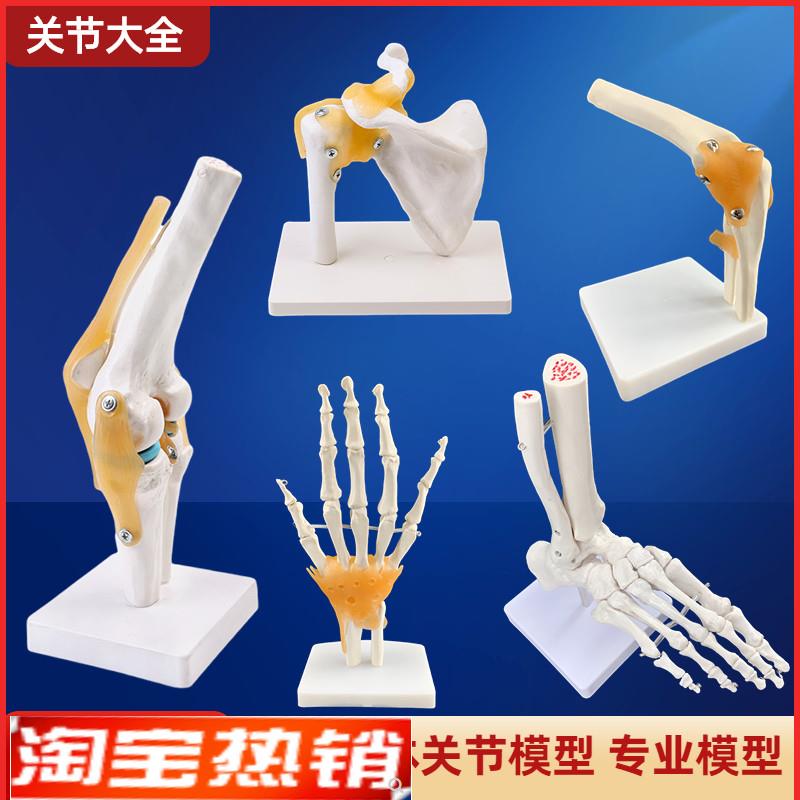 人体膝关节功能模型肩关节肘关节手E关节脚关节髋关节可动骨骼模