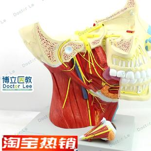 二对脑神经模型大脑t神经模型大脑模型头面部解剖模型