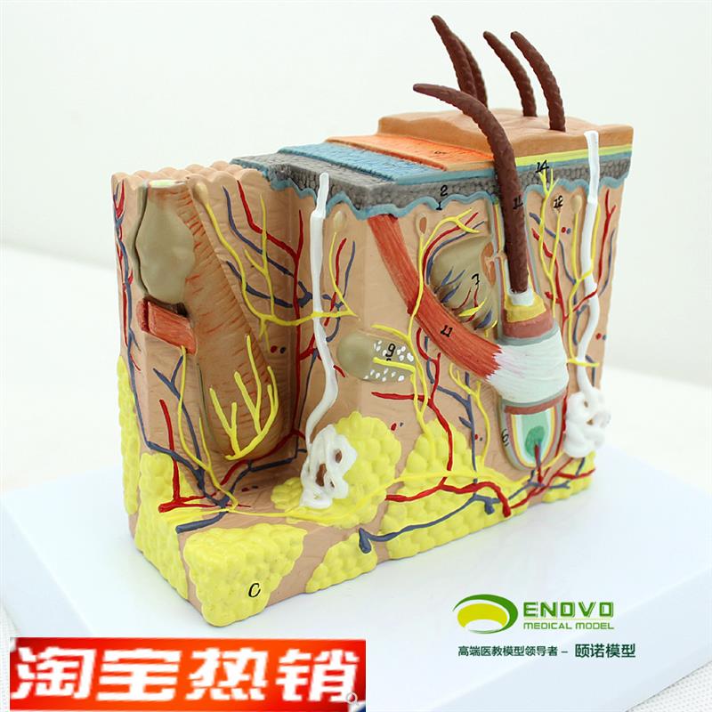 ENOVO颐诺人体皮肤组织解剖放大模型I微创皮肤美容美妆整形脸面部