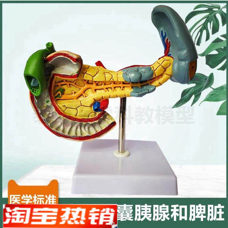 胆囊模型病理胰腺脾脏消化器官十二指H肠肝脏血管肝胆总管临床医