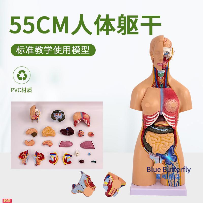 55cm人体躯干模型可拆卸内脏心脏解剖模型医学儿童玩具躯干通用