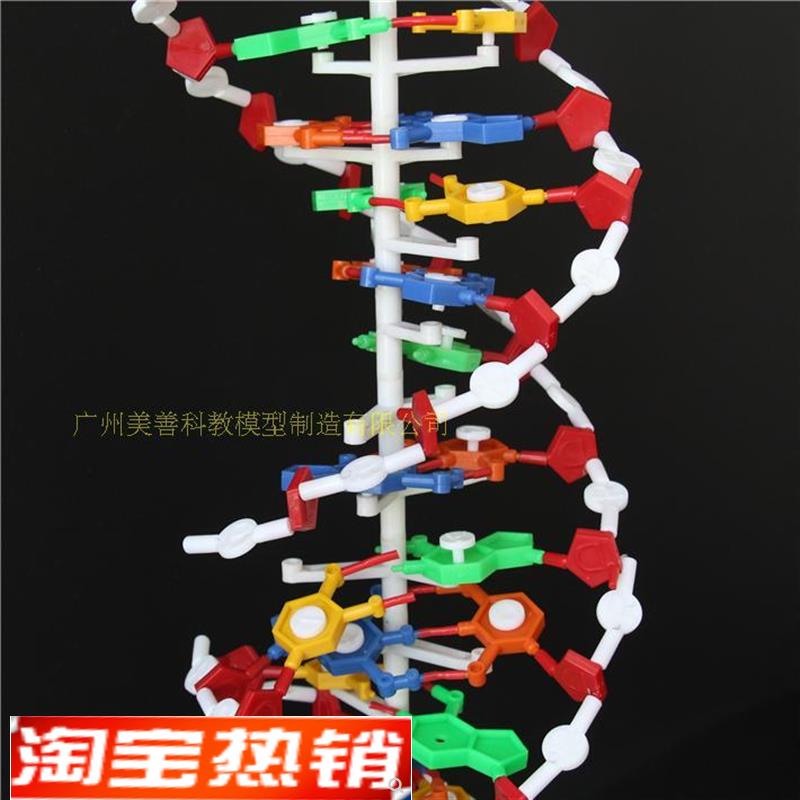 33306DNA结构模型大号双螺旋结构R高中生物教学仪器
