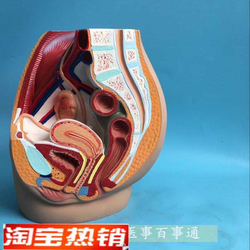 优模正品女性矢状解剖q(1件)妇科教具生殖器解剖模型妇科练习