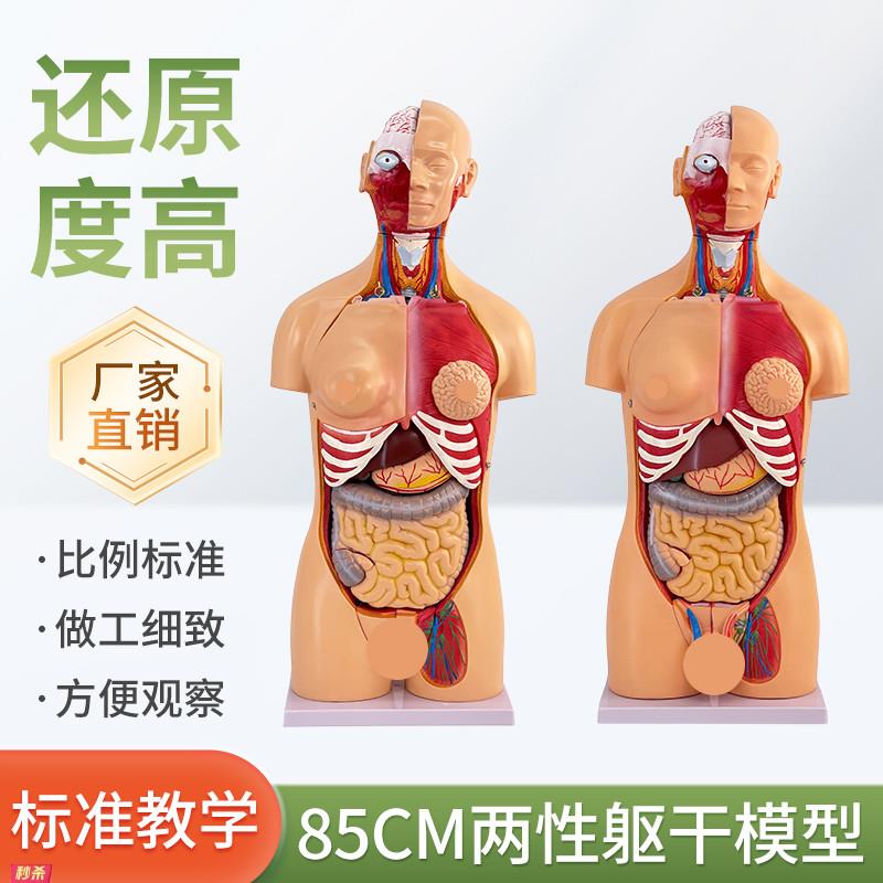 85CM男性躯干19件人体器官解剖模型蓝蝶品牌医学内脏肌肉解剖教具