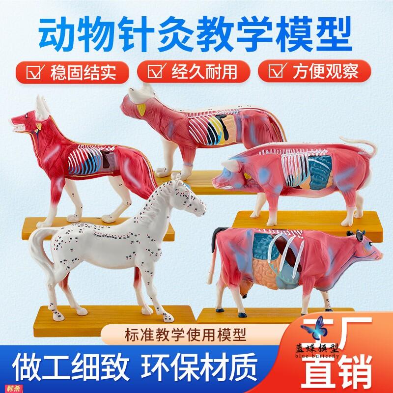 狗猫猪牛马体针灸模型犬穴位狗针灸动物兽医解剖教学标本模型