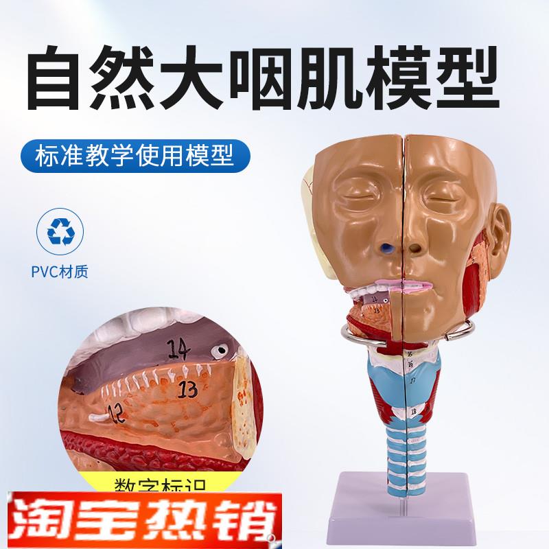 医学鼻咽喉气管咽肌解p剖模型环咽肌会吞咽障碍康复教学演示模型
