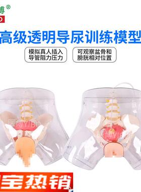 医博BIX-H4D高级透o明女性导尿模型导尿插管训练假人女性护理训练