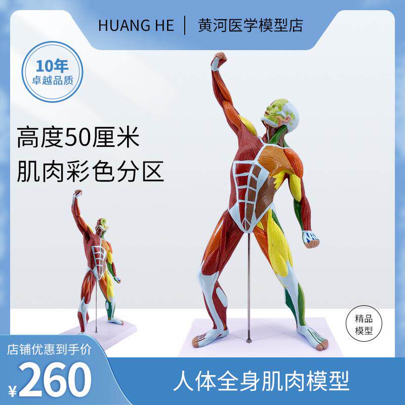 美术艺用肌肉人模型医院用教学人体模型肌肉解剖健身系统素描教学