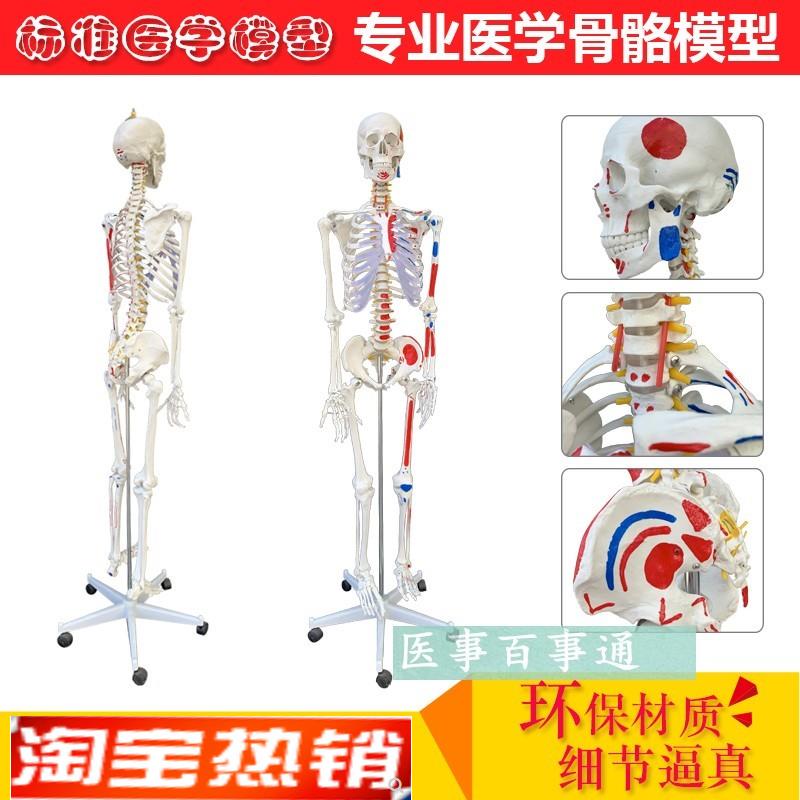 全国包邮人体骨骼模型170cm带肌J肉起止点医用大骨架模型