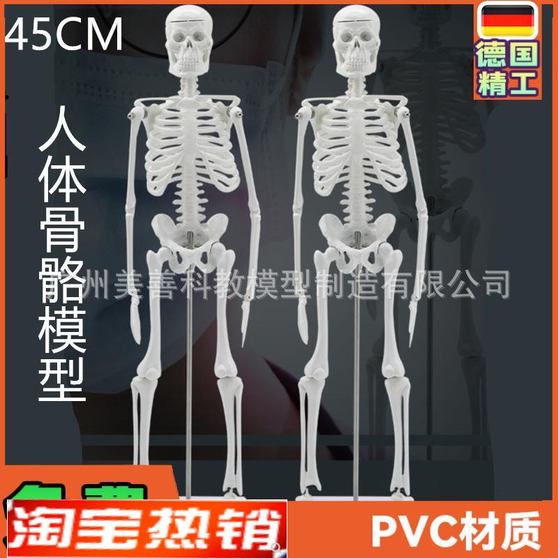人骨架标本模型人体骨骼模型45CM关G节可活动教学有支架骷髅骨架